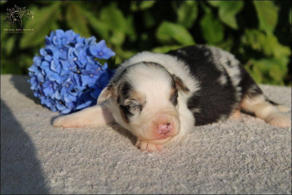 chiot Berger Australien De Sol Del Norte