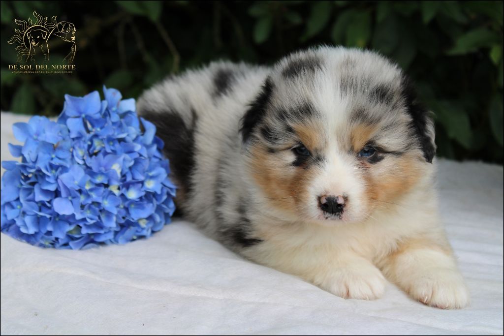 chiot Berger Australien De Sol Del Norte