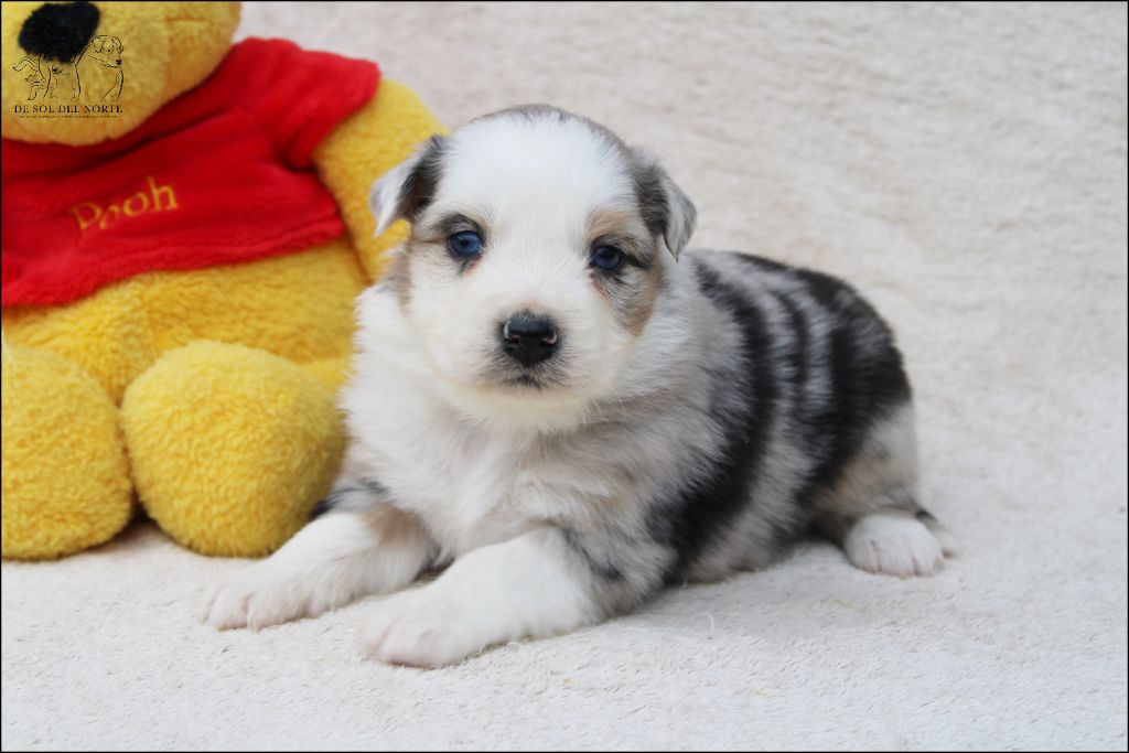 chiot Berger Australien De Sol Del Norte