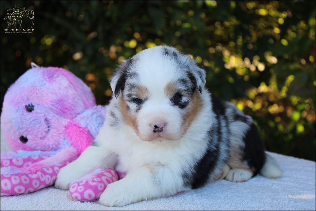 chiot Berger Australien De Sol Del Norte