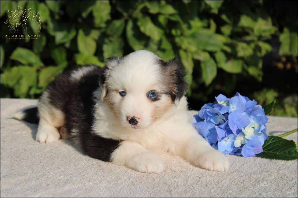 chiot Berger Américain Miniature  De Sol Del Norte