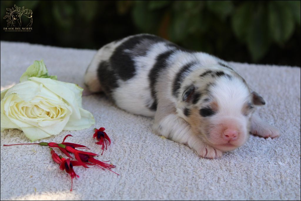 chiot Berger Australien De Sol Del Norte