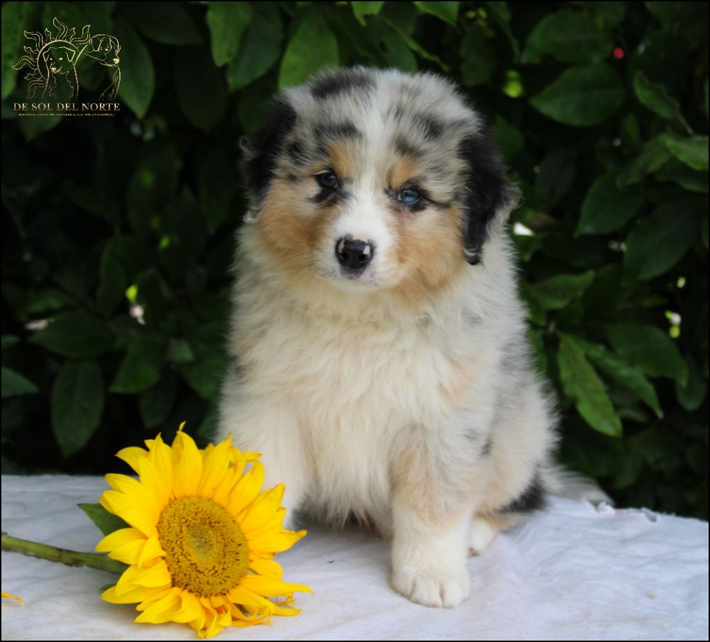 De Sol Del Norte - Chiot disponible  - Berger Australien