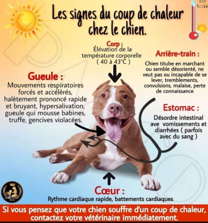 La chaleur = VIGILANCE 