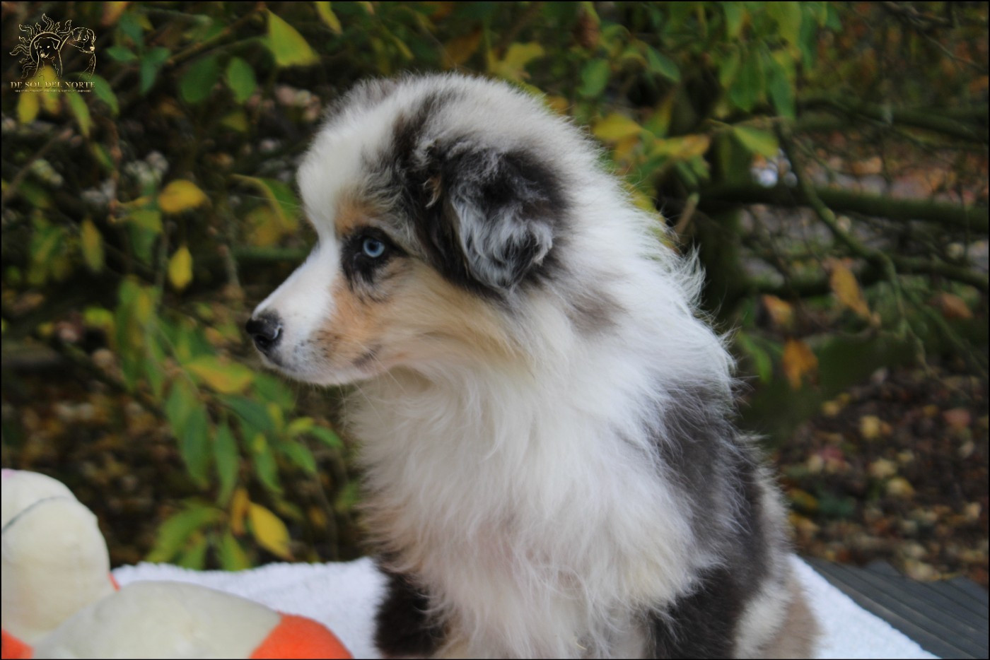 Atlante el rey del oceano De La Légende De Gafy