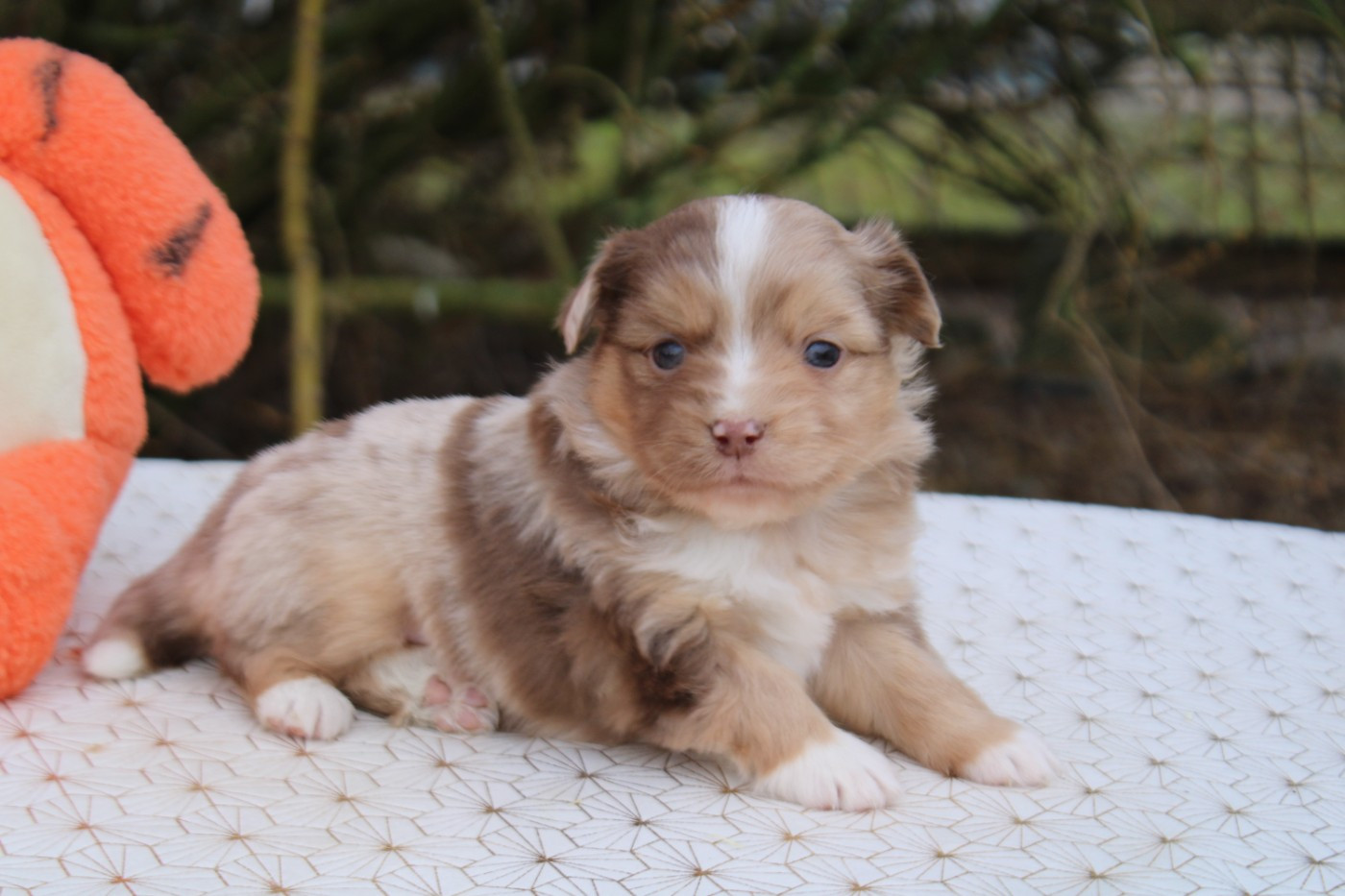 A dream baby Praline De Sol Del Norte