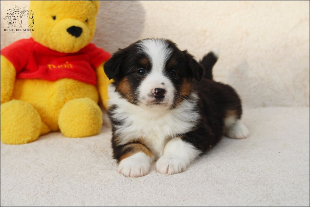 Vivo por amor venus De Sol Del Norte