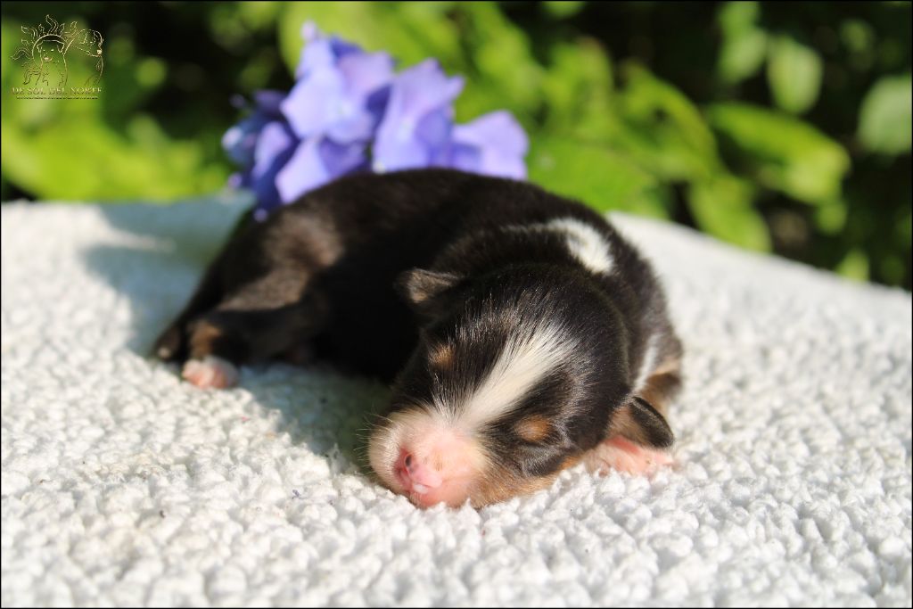 De Sol Del Norte - Chiots disponibles - Berger Australien
