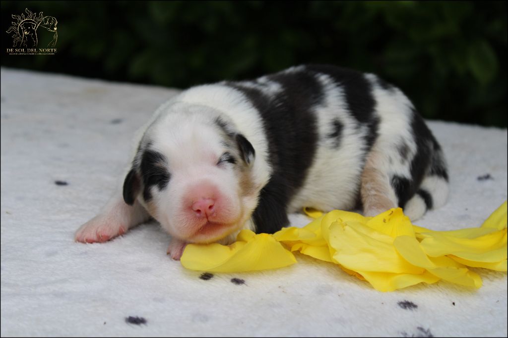 De Sol Del Norte - Chiots disponibles - Berger Australien