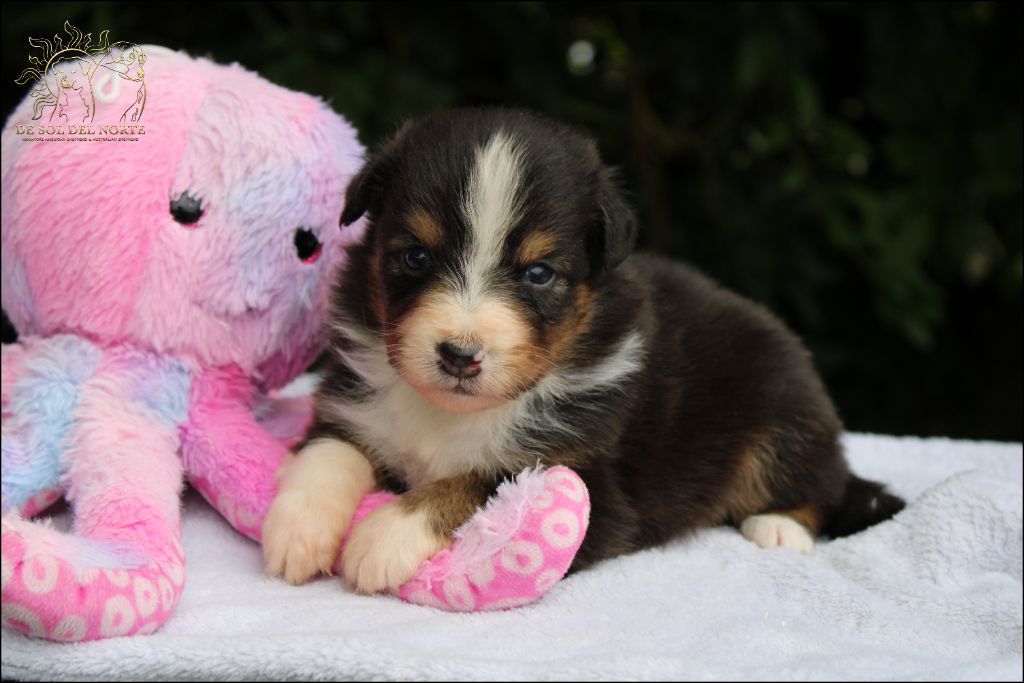De Sol Del Norte - Chiots disponibles - Berger Australien