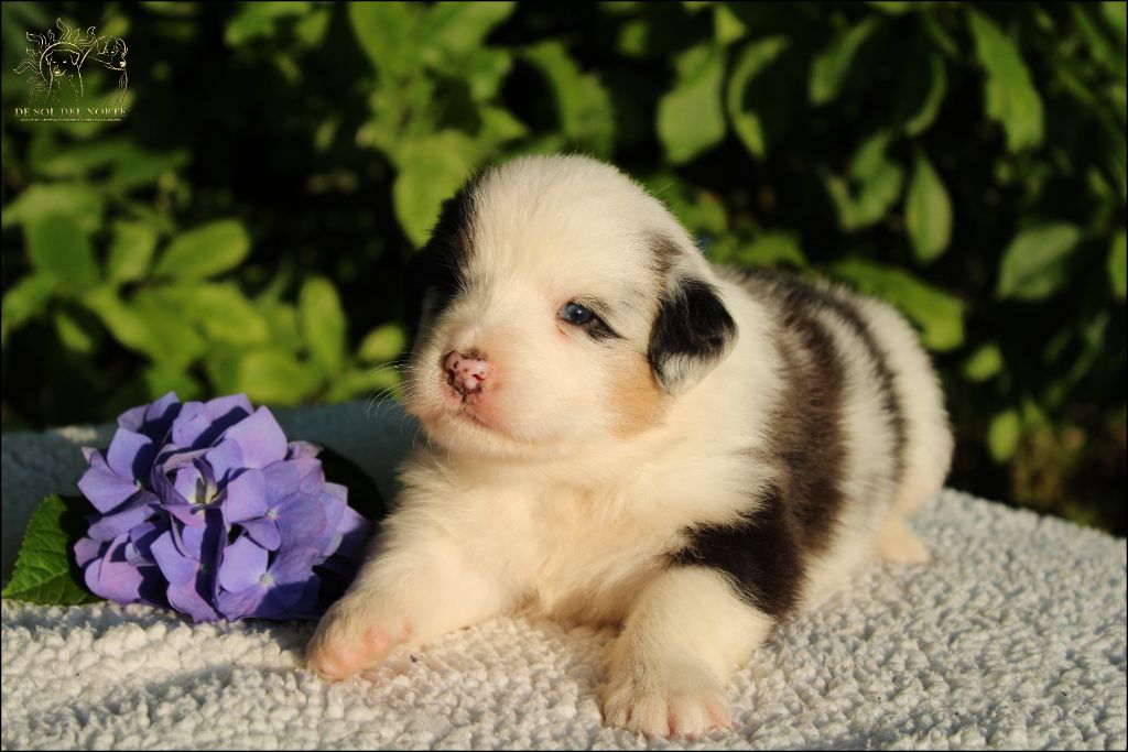 De Sol Del Norte - Chiots disponibles - Berger Australien