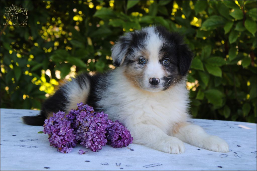 De Sol Del Norte - Chiots disponibles - Berger Australien