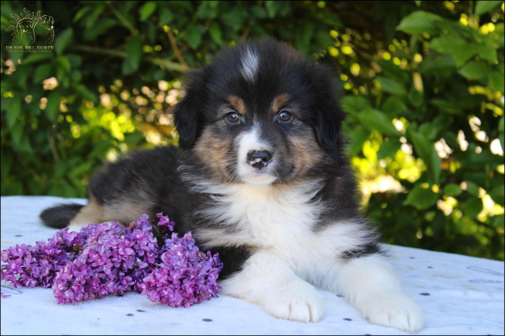 De Sol Del Norte - Chiots disponibles - Berger Australien