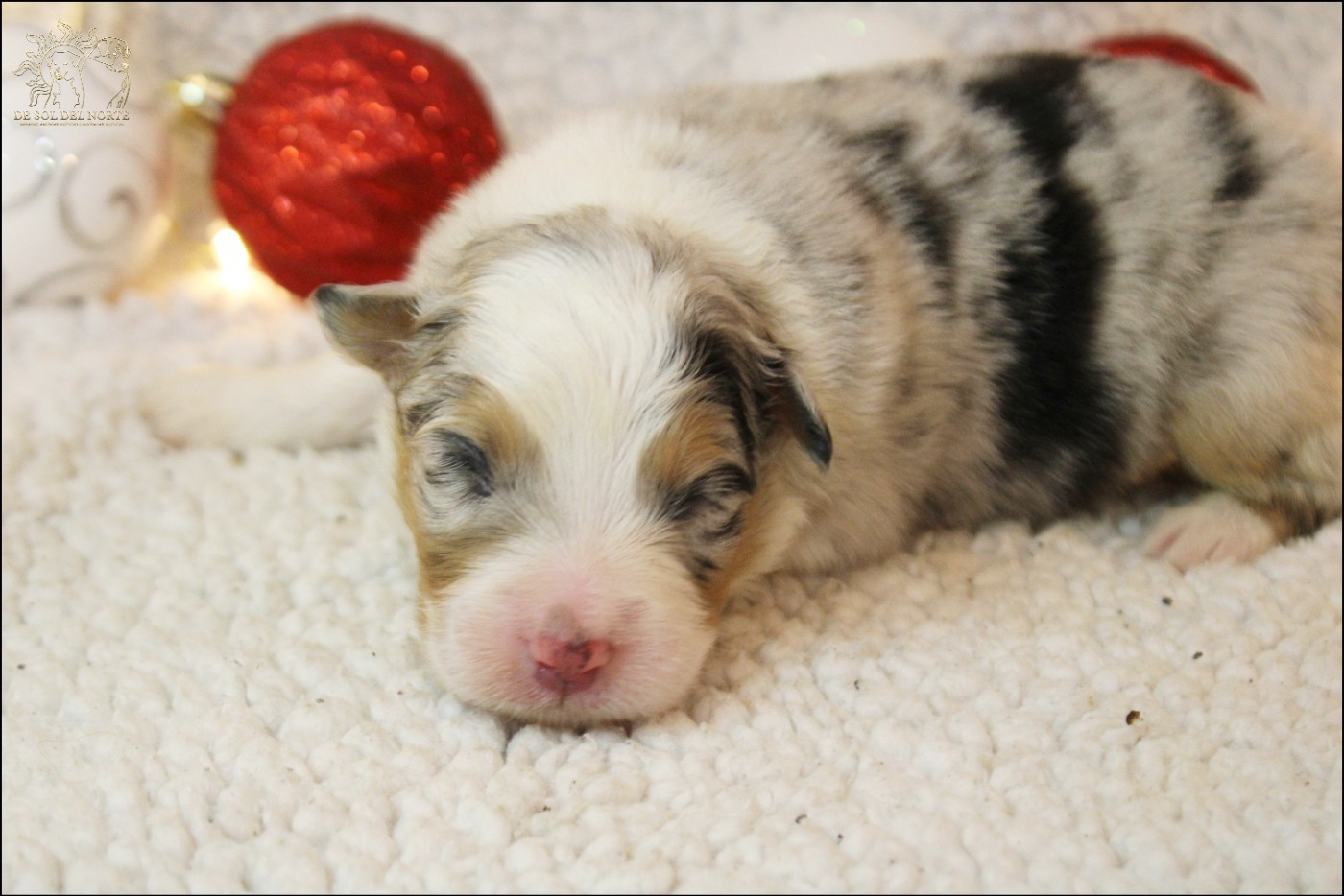 De Sol Del Norte - Chiots disponibles - Berger Australien