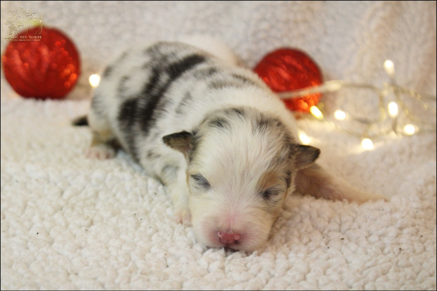 De Sol Del Norte - Chiots disponibles - Berger Australien