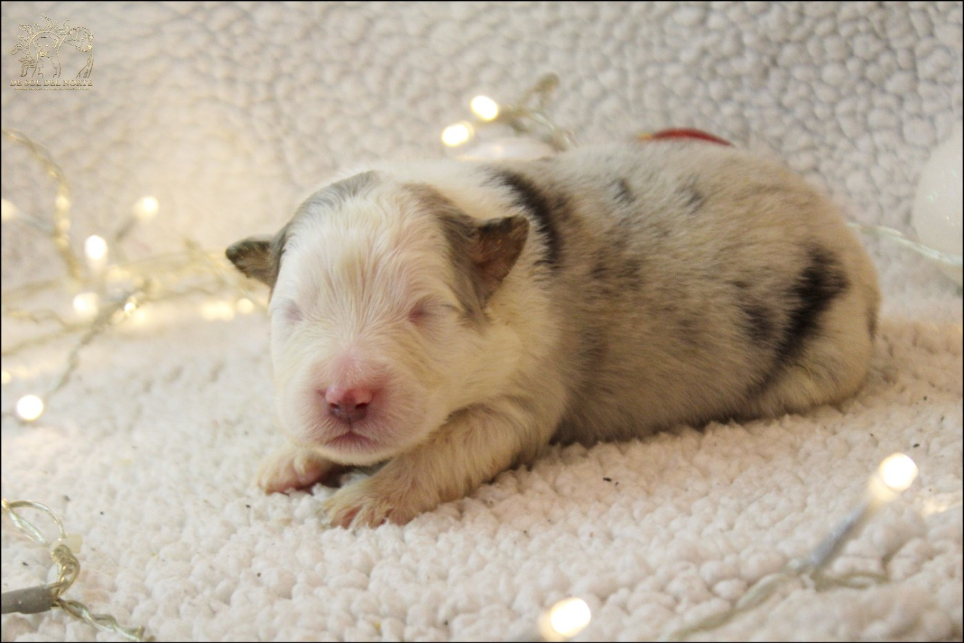 De Sol Del Norte - Chiots disponibles - Berger Australien