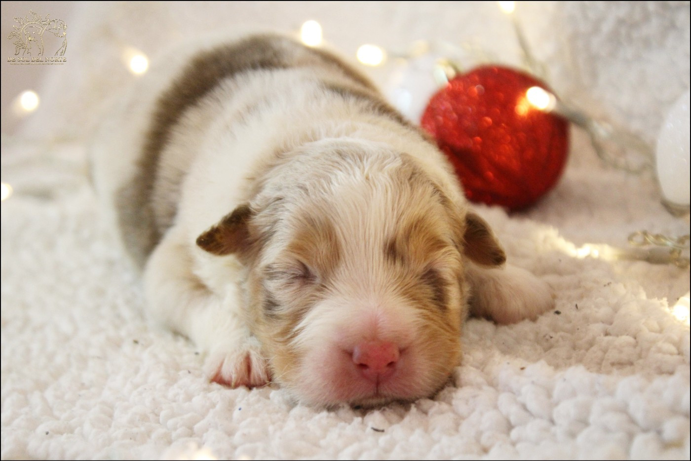 De Sol Del Norte - Chiots disponibles - Berger Australien