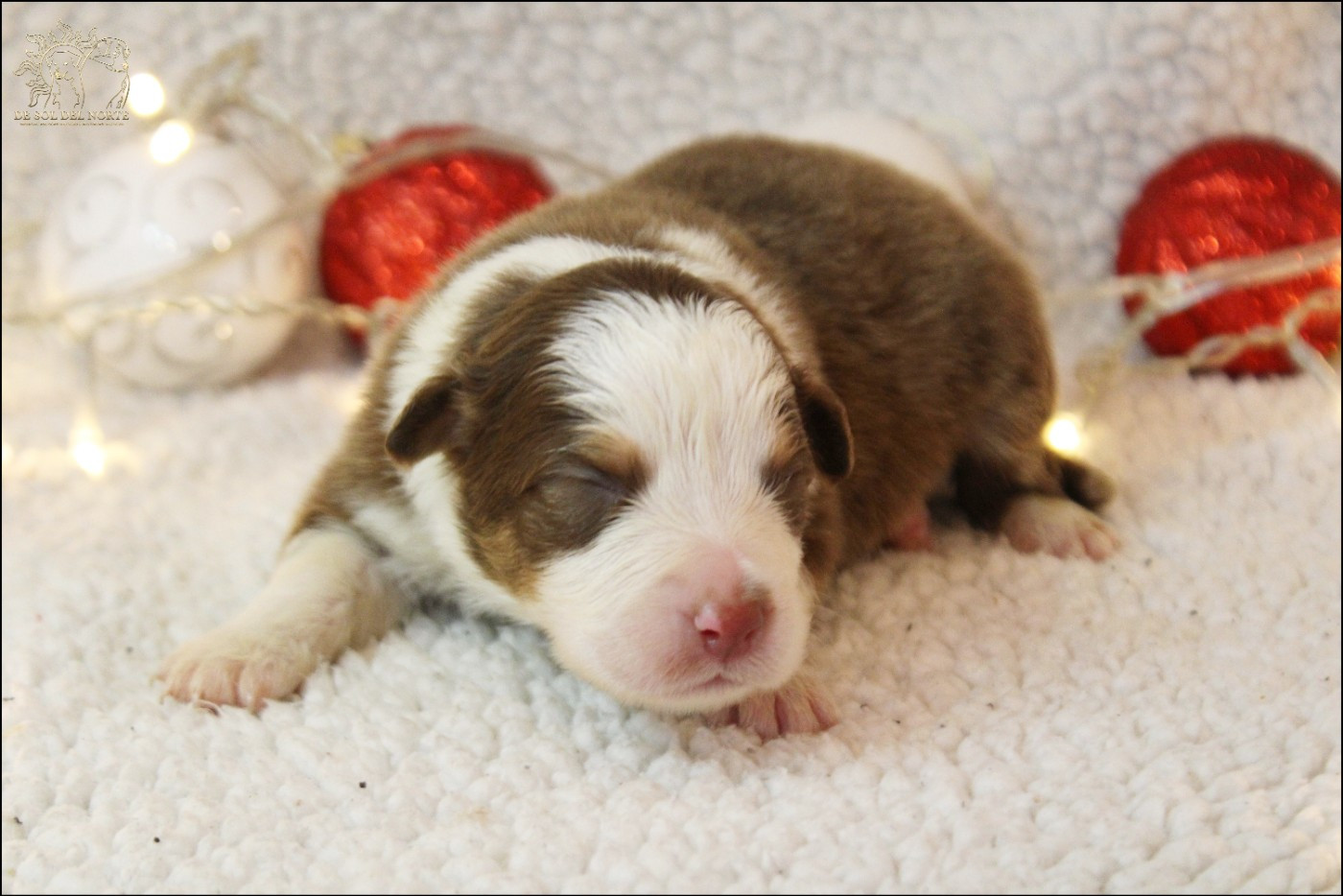 De Sol Del Norte - Chiots disponibles - Berger Australien