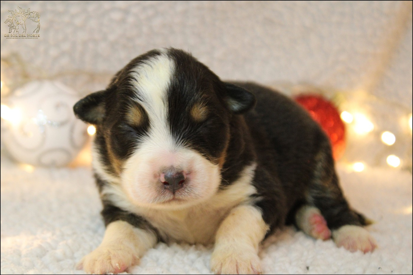 De Sol Del Norte - Chiots disponibles - Berger Australien