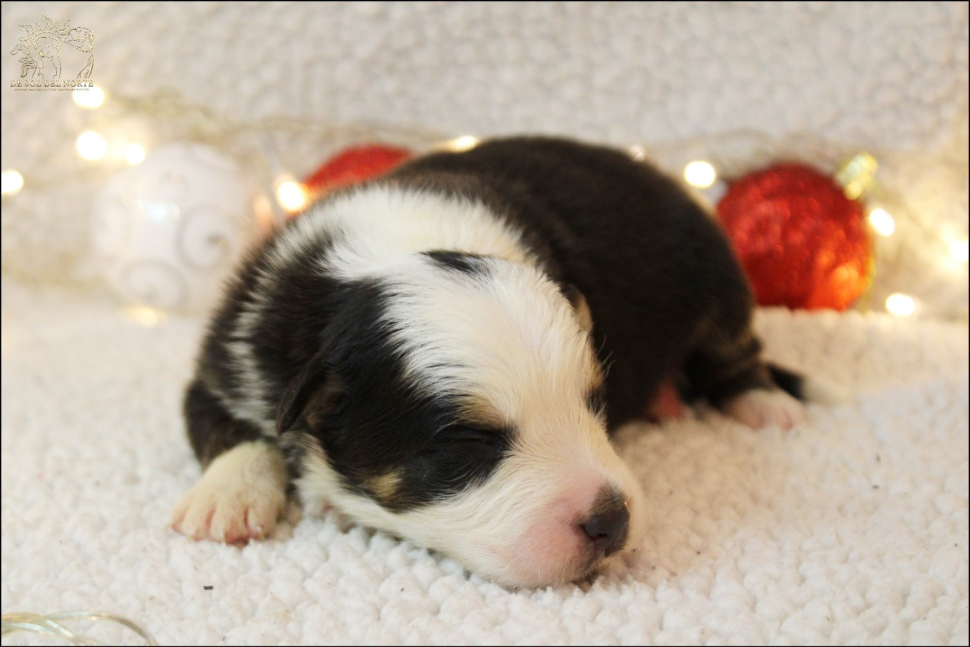 De Sol Del Norte - Chiots disponibles - Berger Australien