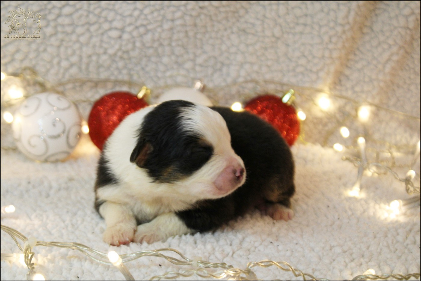 De Sol Del Norte - Chiots disponibles - Berger Australien