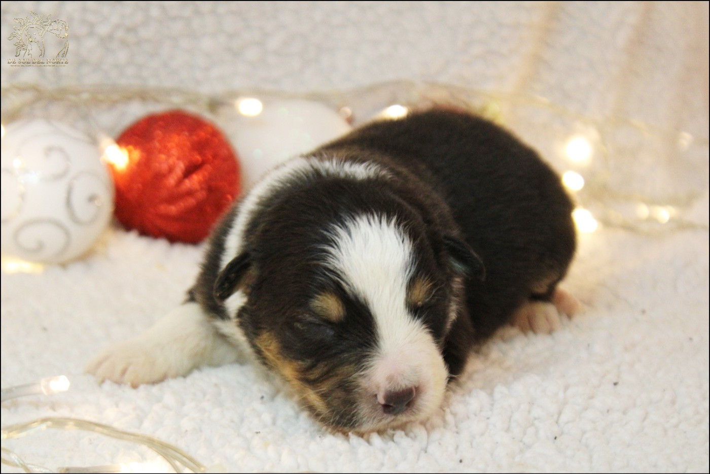 De Sol Del Norte - Chiots disponibles - Berger Australien