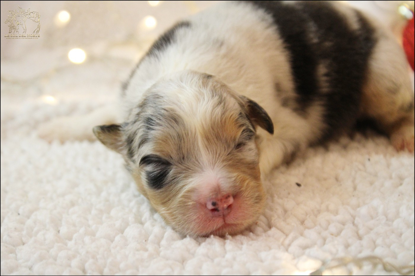Chiot Berger Australien De Sol Del Norte