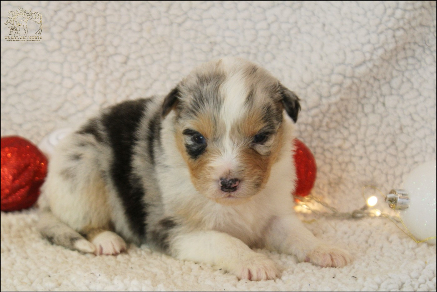 De Sol Del Norte - Chiots disponibles - Berger Australien