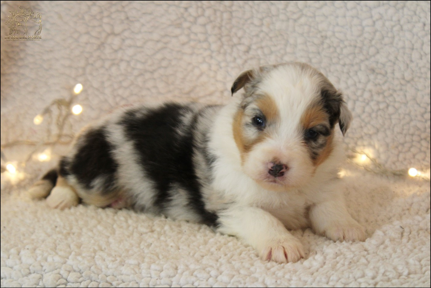 De Sol Del Norte - Chiots disponibles - Berger Australien