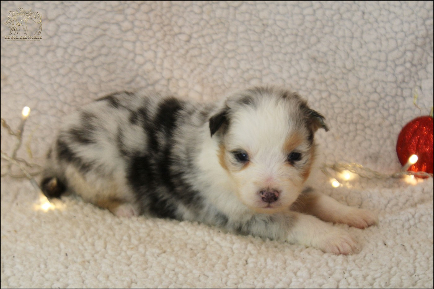 De Sol Del Norte - Chiots disponibles - Berger Australien