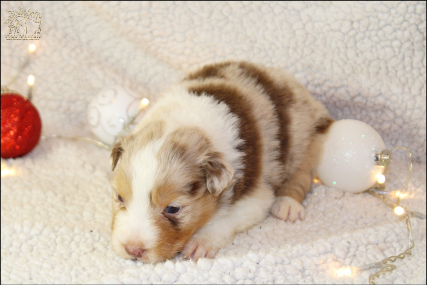 De Sol Del Norte - Chiots disponibles - Berger Australien