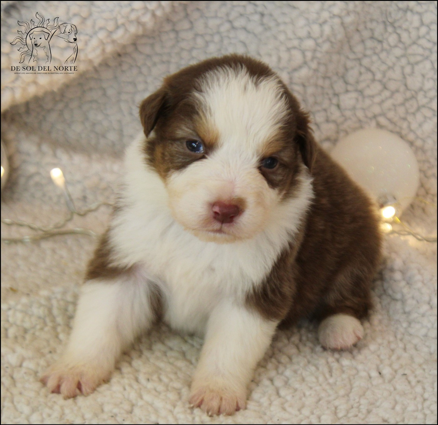 De Sol Del Norte - Chiots disponibles - Berger Australien