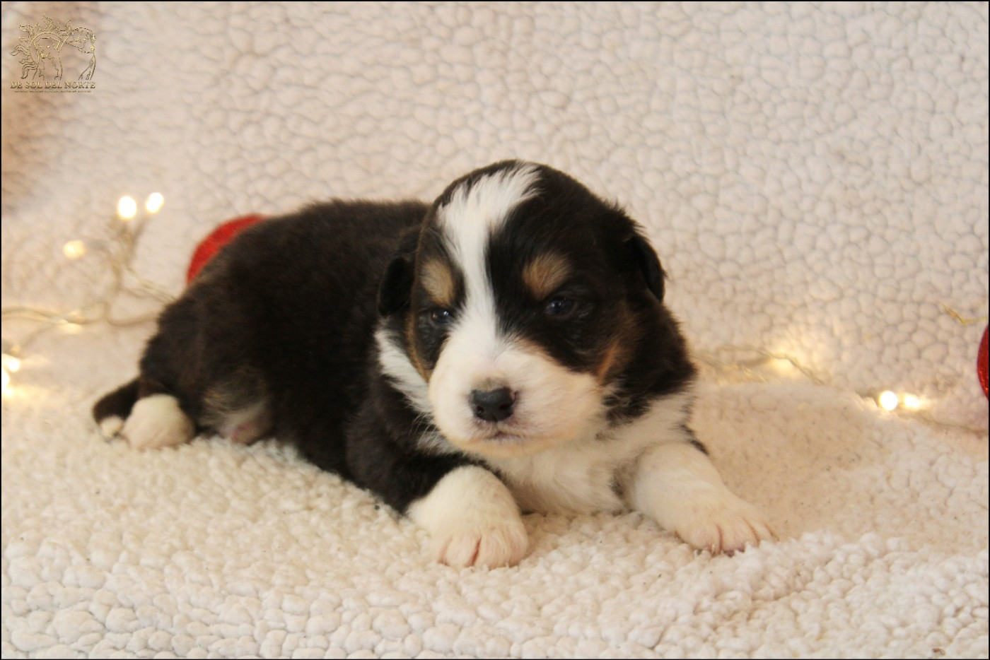 De Sol Del Norte - Chiots disponibles - Berger Australien