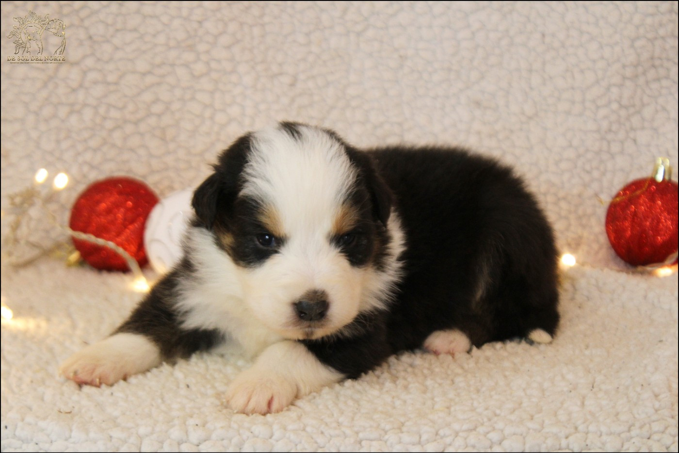 De Sol Del Norte - Chiots disponibles - Berger Australien