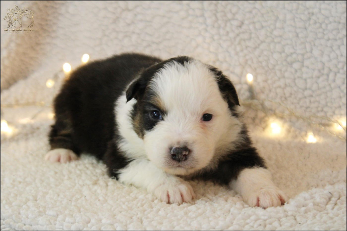 De Sol Del Norte - Chiots disponibles - Berger Australien