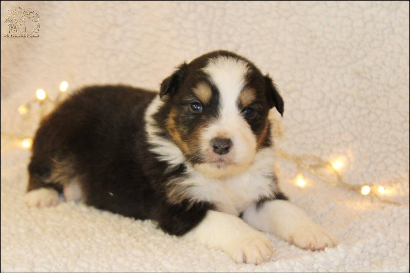 De Sol Del Norte - Chiots disponibles - Berger Australien