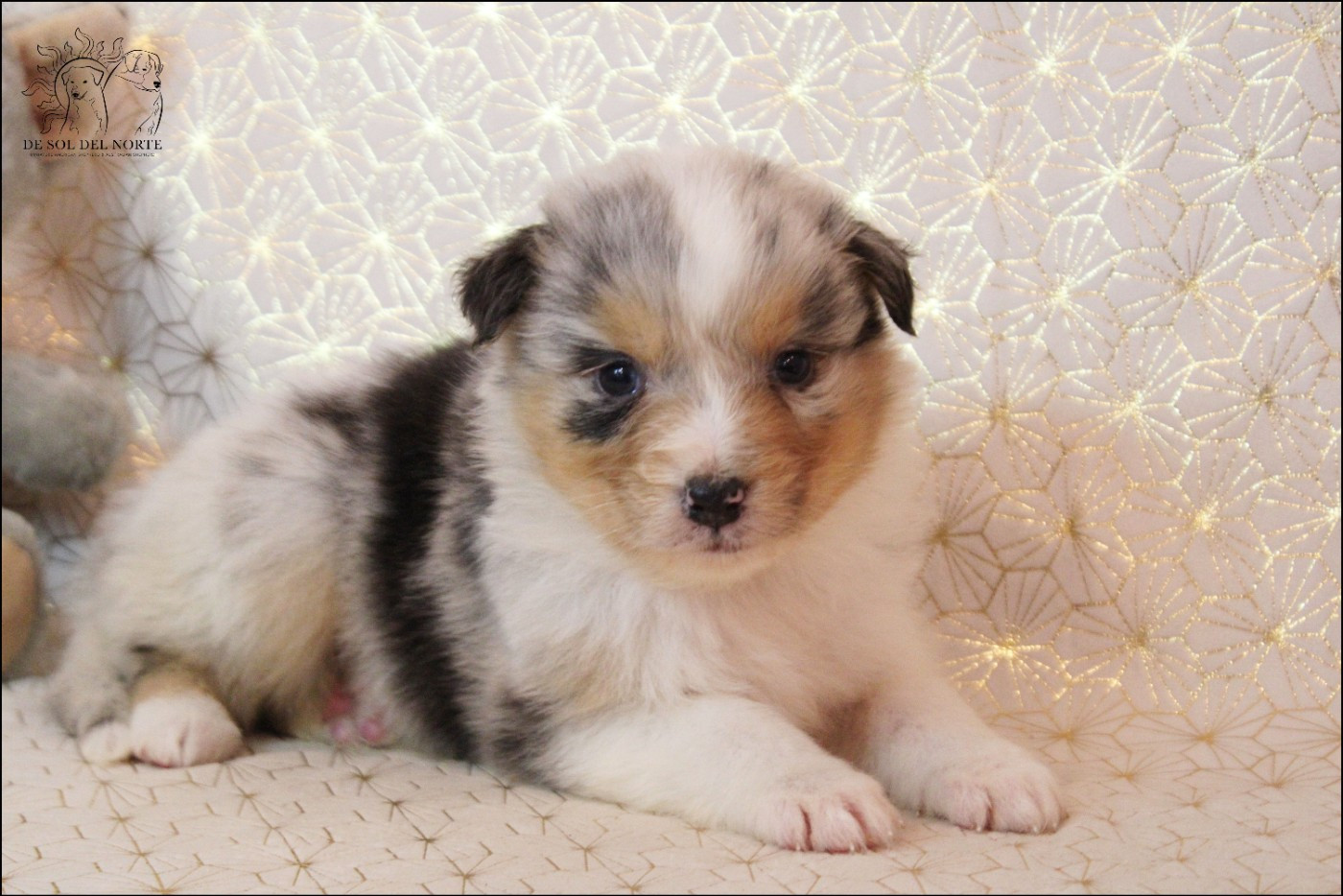 De Sol Del Norte - Chiots disponibles - Berger Australien