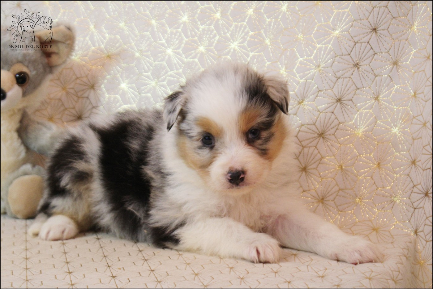 De Sol Del Norte - Chiots disponibles - Berger Australien