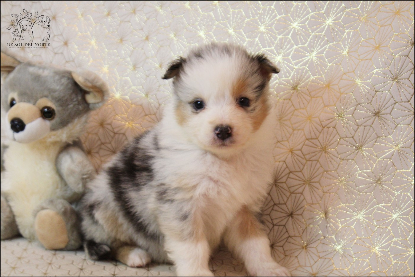 De Sol Del Norte - Chiots disponibles - Berger Australien