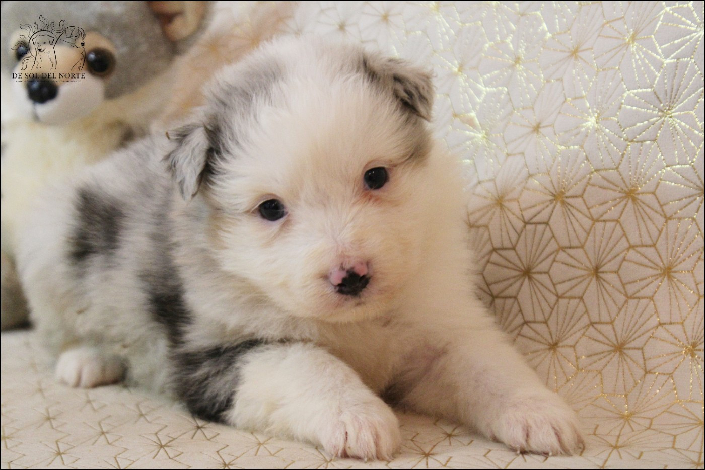 De Sol Del Norte - Chiots disponibles - Berger Australien