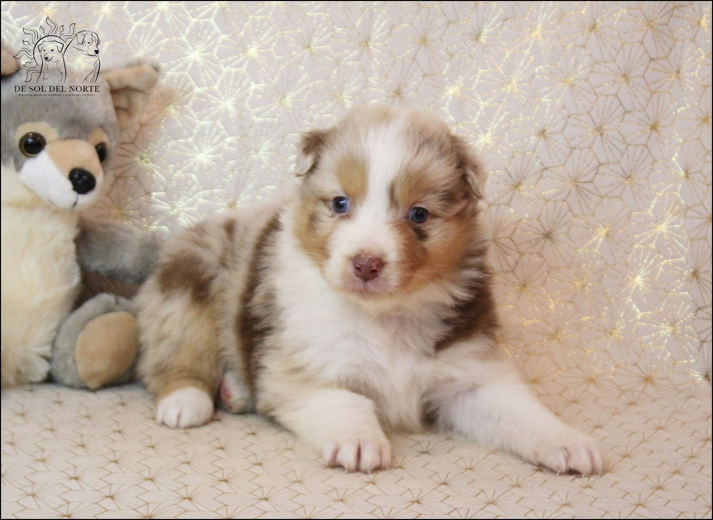 De Sol Del Norte - Chiots disponibles - Berger Australien