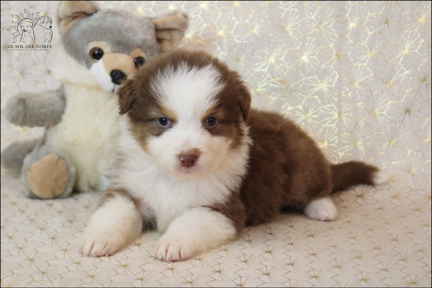 De Sol Del Norte - Chiots disponibles - Berger Australien