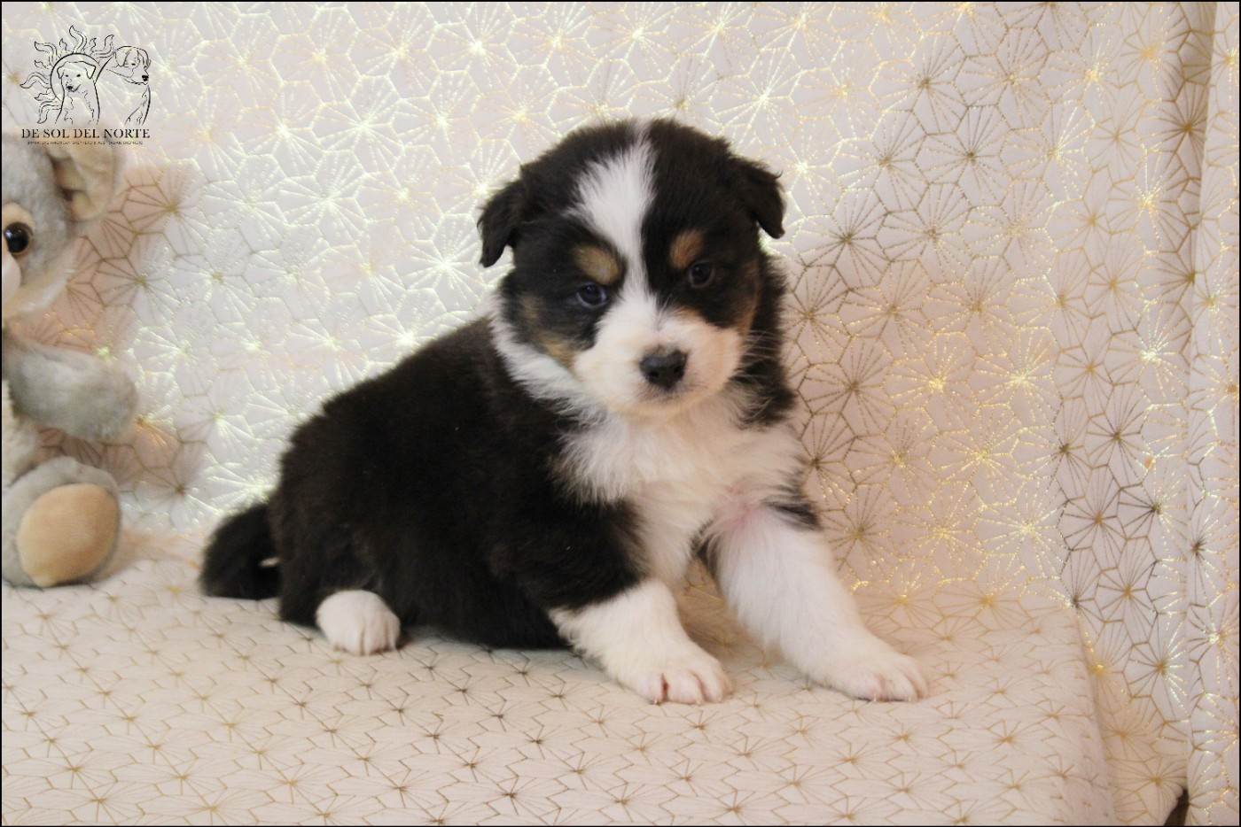 De Sol Del Norte - Chiots disponibles - Berger Australien