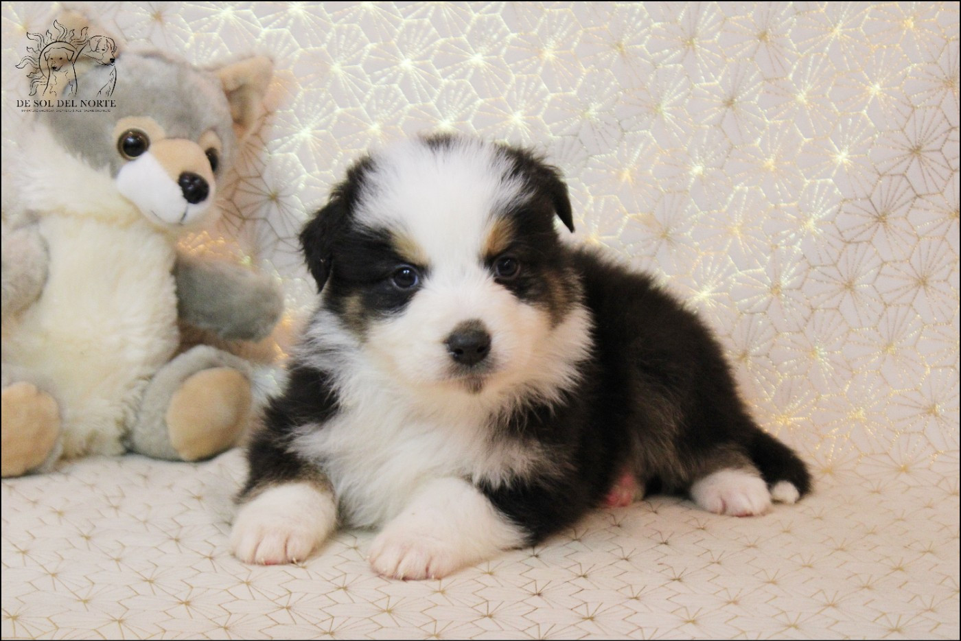 De Sol Del Norte - Chiots disponibles - Berger Australien