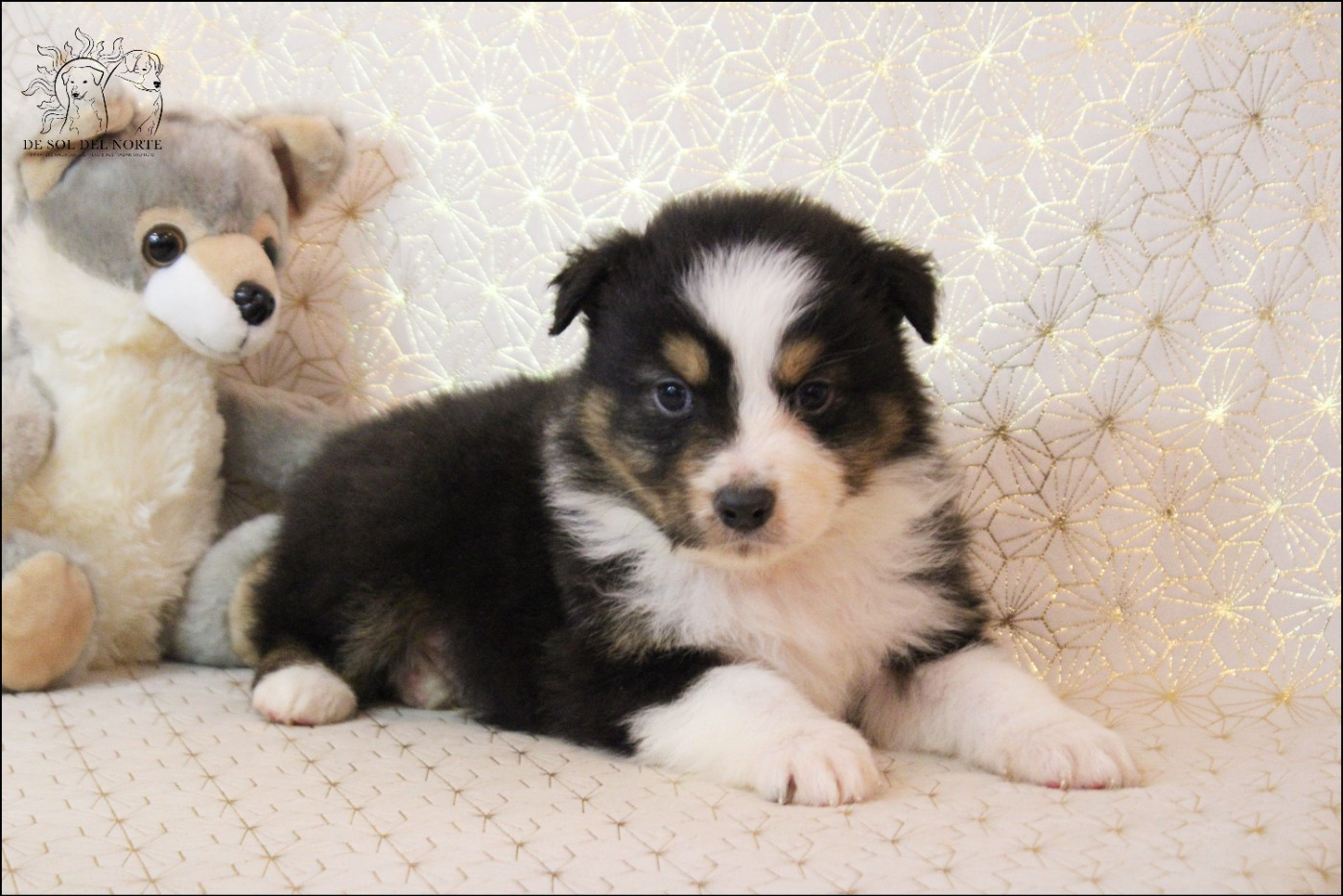 De Sol Del Norte - Chiots disponibles - Berger Australien