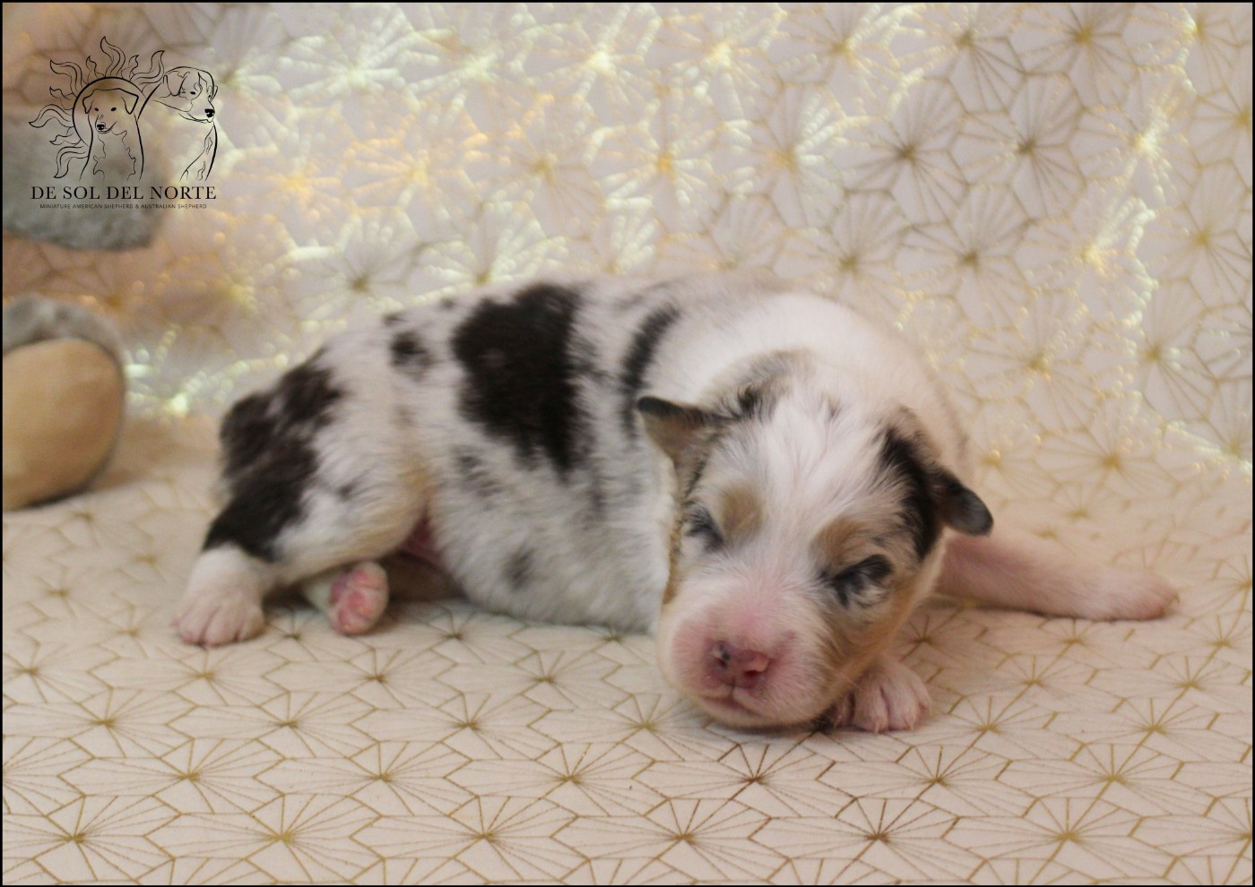 De Sol Del Norte - Chiots disponibles - Berger Australien