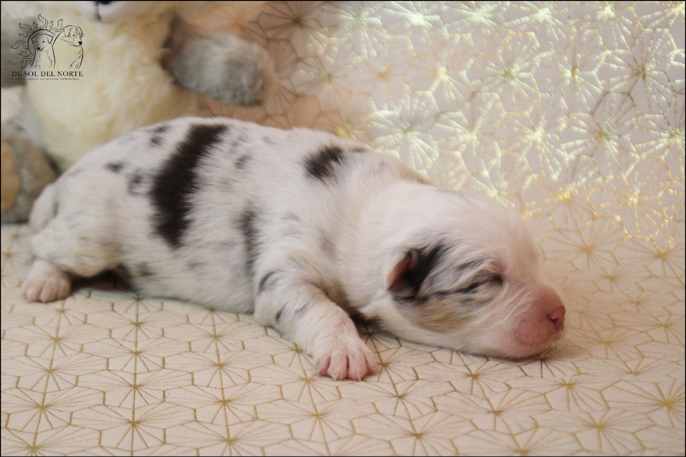 De Sol Del Norte - Chiots disponibles - Berger Australien