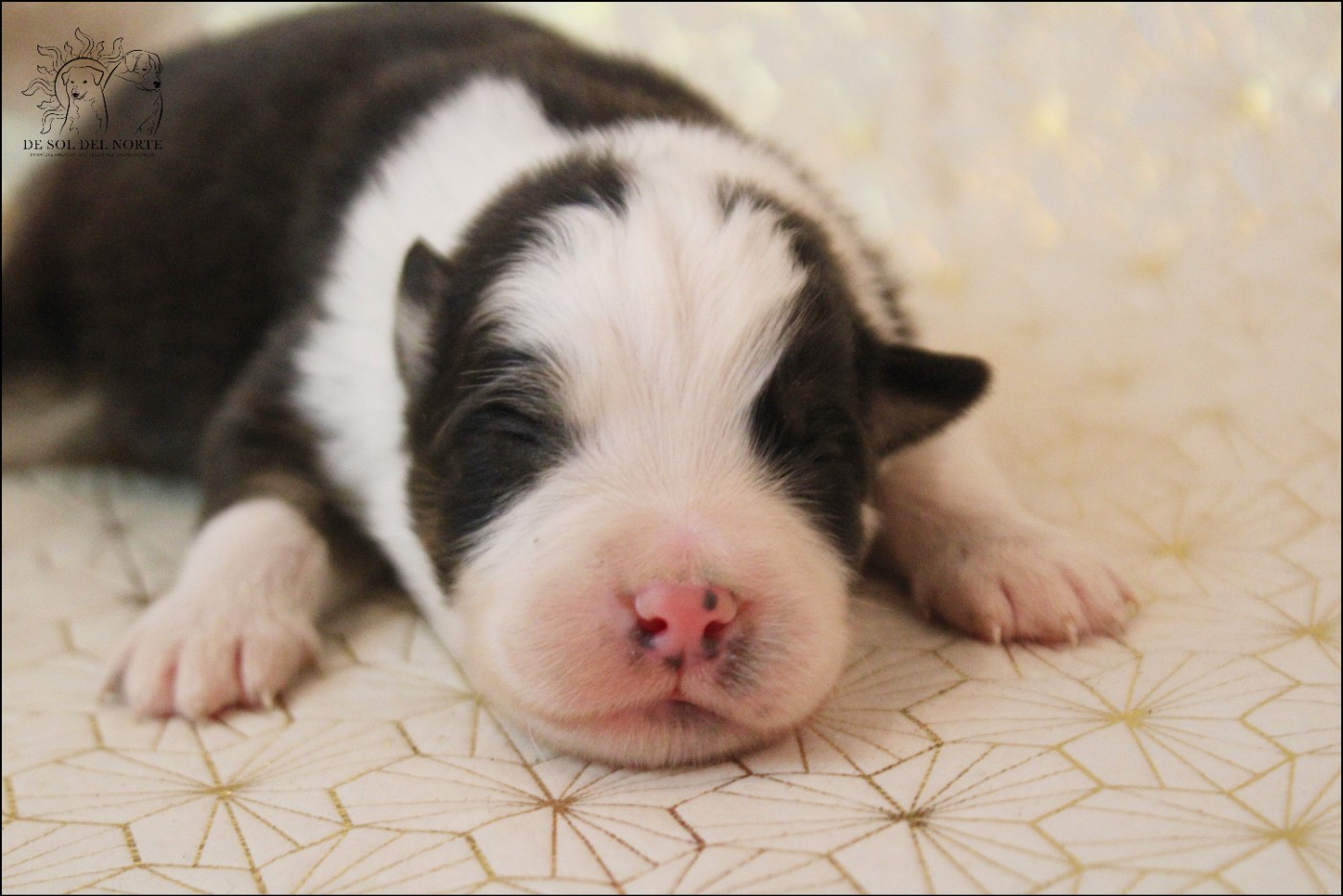 De Sol Del Norte - Chiots disponibles - Berger Australien