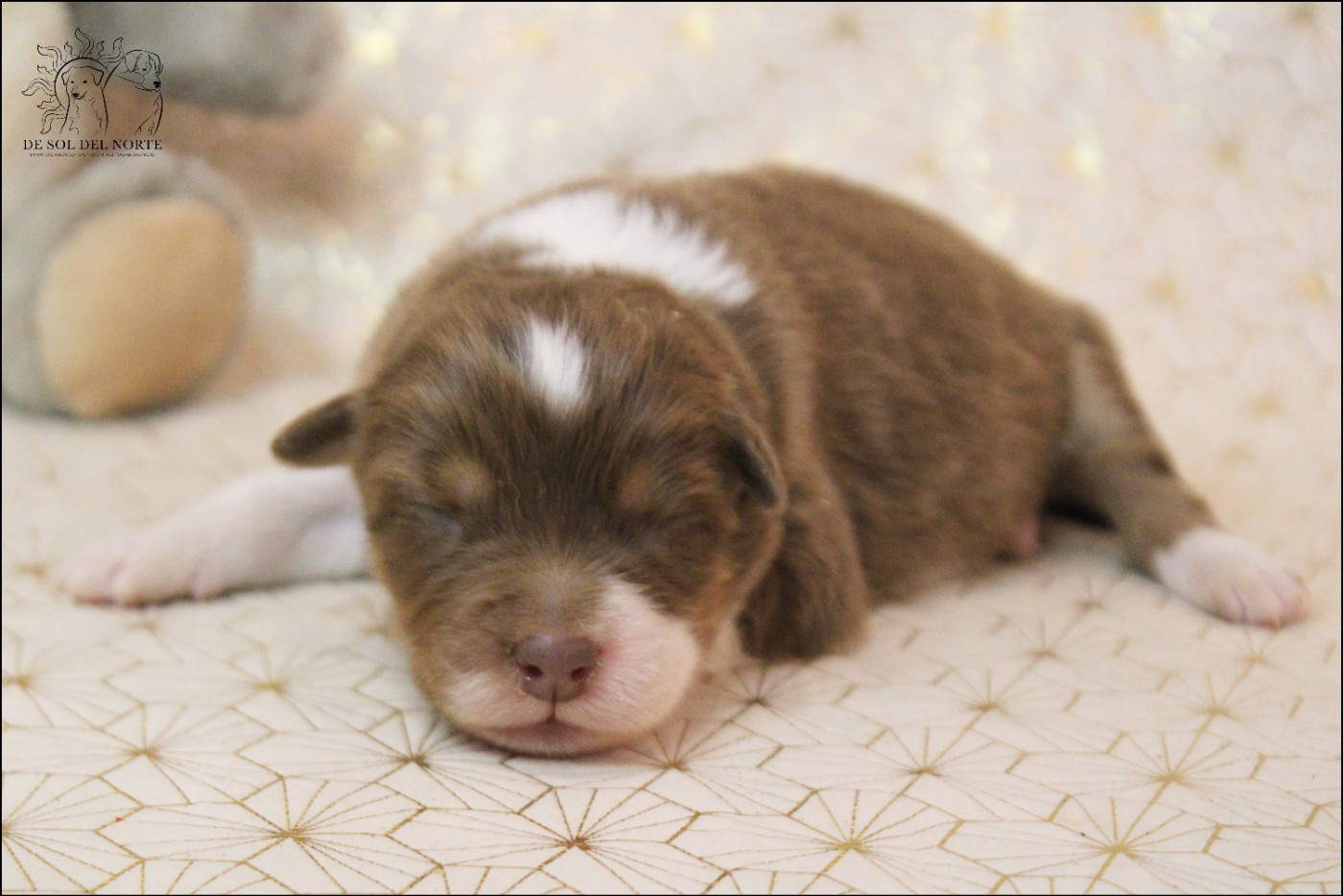 De Sol Del Norte - Chiots disponibles - Berger Australien