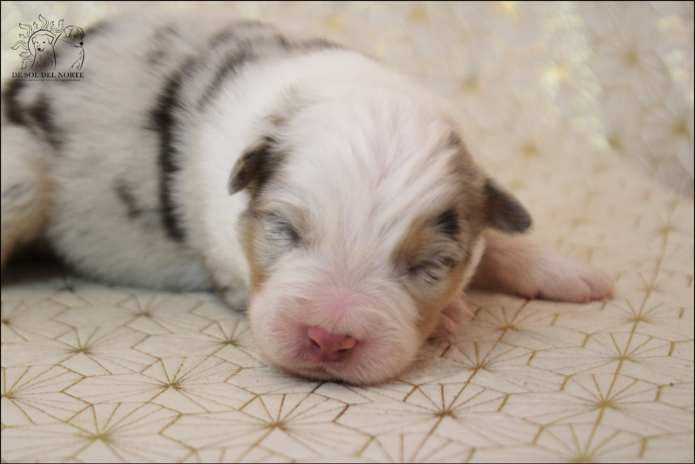 De Sol Del Norte - Chiots disponibles - Berger Australien